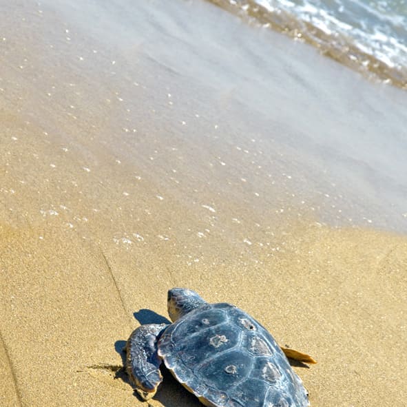 Explora el Santuario Playa Ceuta
